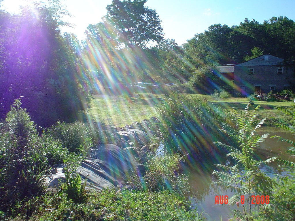 5.view.from.behind.the.pond