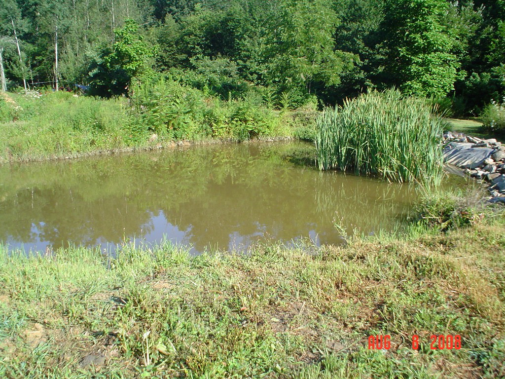 6.the.pond.full.of.frogs.and.goldfish