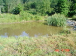6.the.pond.full.of.frogs.and.goldfish